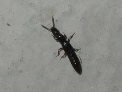 Gyrohypnus fracticornis