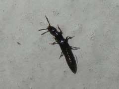 Gyrohypnus fracticornis