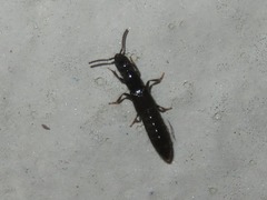 Gyrohypnus fracticornis