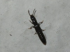 Gyrohypnus fracticornis