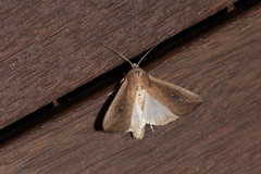 Leucania stenographa