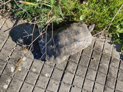 Testudo marginata