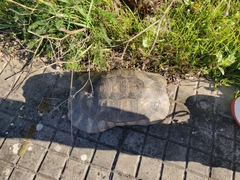 Testudo marginata