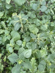 Urtica membranacea