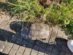 Testudo marginata