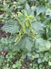 Urtica membranacea