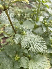 Urtica membranacea
