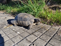 Testudo marginata