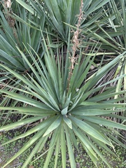Yucca gloriosa