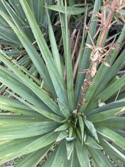 Yucca gloriosa