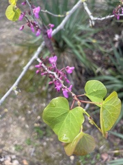 Cercis siliquastrum