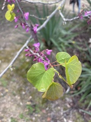 Cercis siliquastrum