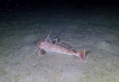 Chelidonichthys obscurus