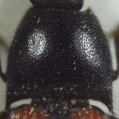 Ampedus praeustus