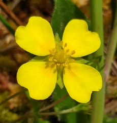 Potentilla anglica