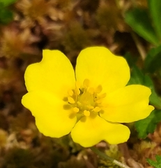 Potentilla anglica