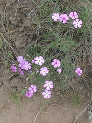 Phlox longifolia