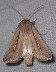 Leucania phragmitidicola