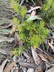 Persoonia chamaepeuce