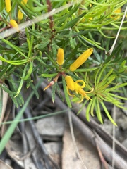Persoonia chamaepeuce