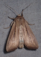 Leucania phragmitidicola