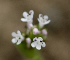 Plectritis macrocera