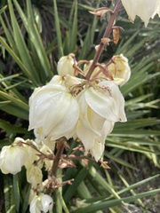 Yucca gloriosa