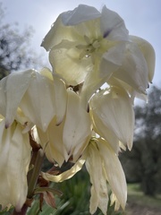 Yucca gloriosa