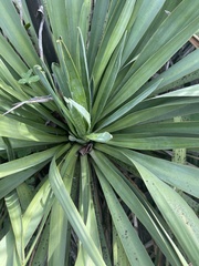 Yucca gloriosa