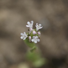 Plectritis macrocera