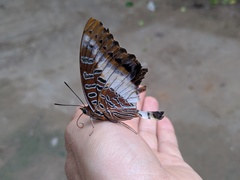 Charaxes