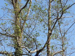 Alnus lusitanica