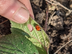 Coccinella septempunctata