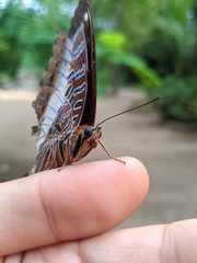 Charaxes