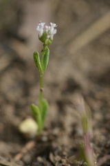 Plectritis macrocera