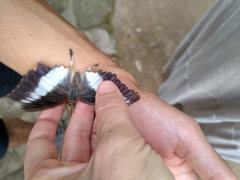 Charaxes