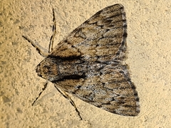 Rhuma argyraspis