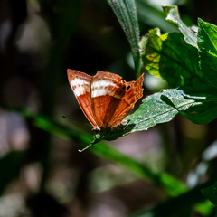 Abisara