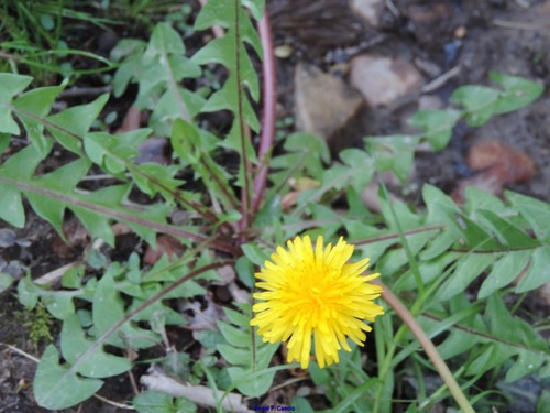 Marklund's dandelion (Taraxacum marklundii)