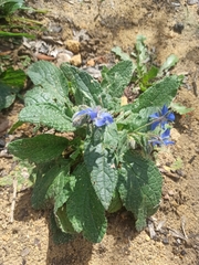 Borago officinalis