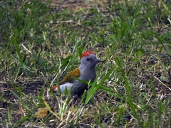 Chloropicus spodocephalus
