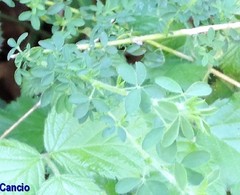 Adenocarpus complicatus