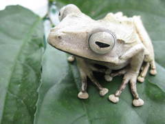 Polypedates pseudotilophus