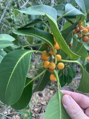 Ficus obliqua
