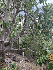 Ficus obliqua
