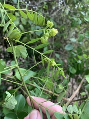 Senna gaudichaudii