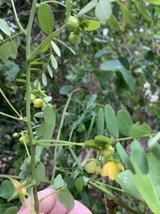 Senna gaudichaudii