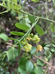 Senna gaudichaudii