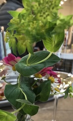 Bupleurum rotundifolium