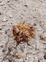 Haemanthus sanguineus